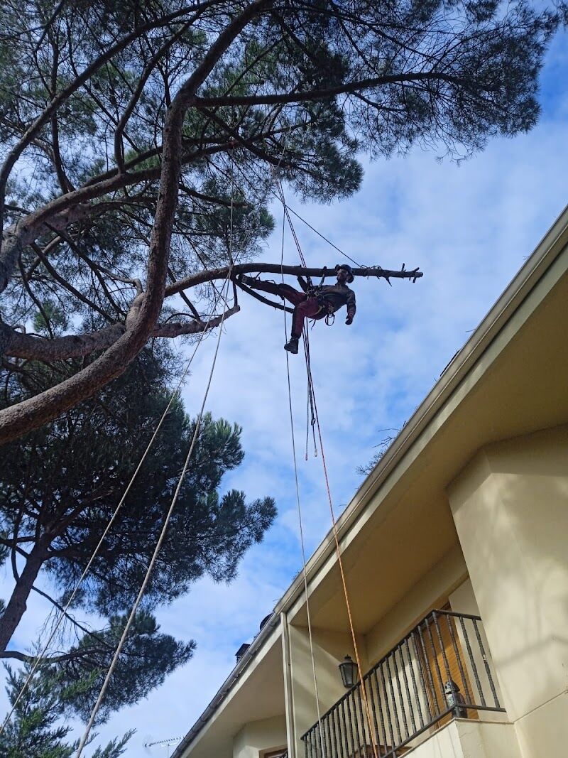 Imagen de Duramen Poda en Altura y Palmeras ( Treecare And Palmtrees)
