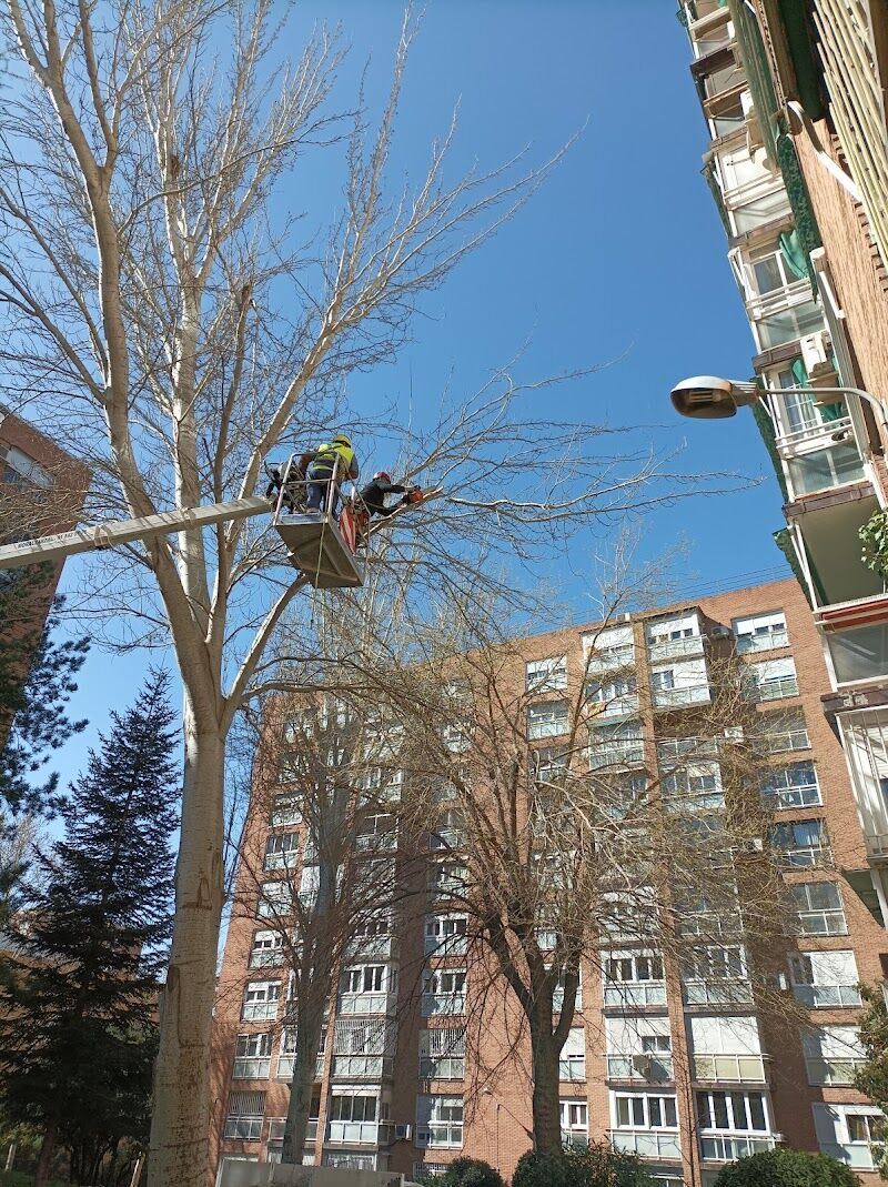 Imagen de Duramen Poda en Altura y Palmeras ( Treecare And Palmtrees)