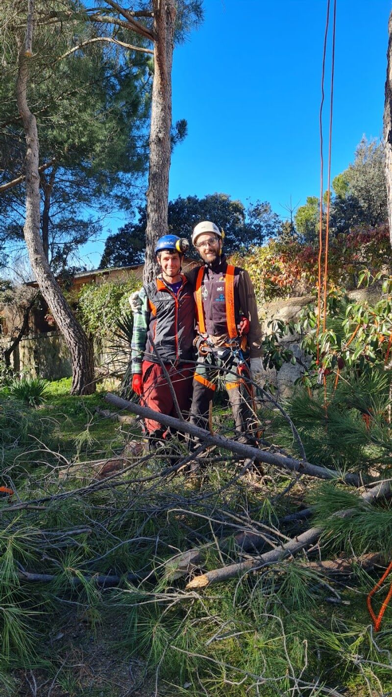 Imagen de Duramen Poda en Altura y Palmeras ( Treecare And Palmtrees)