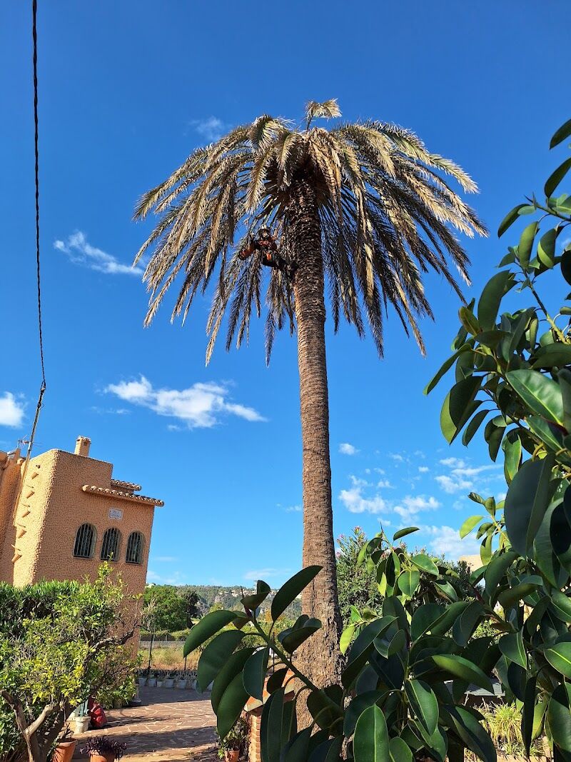 Imagen de Duramen Poda en Altura y Palmeras ( Treecare And Palmtrees)