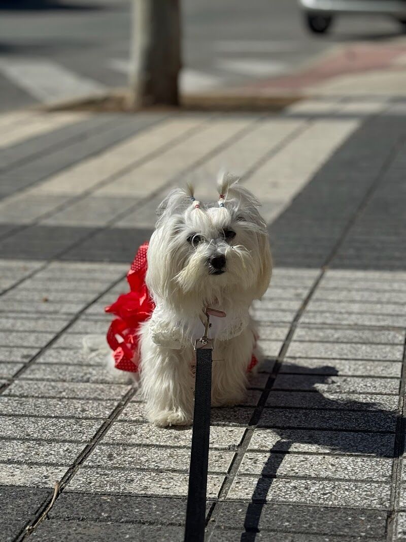 Imagen de Peluquería Canina Fluffy Dogs