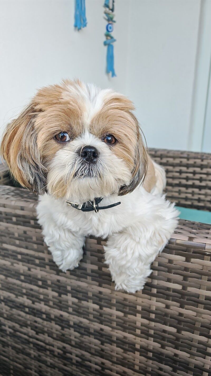 Imagen de Peluquería Canina Fluffy Dogs