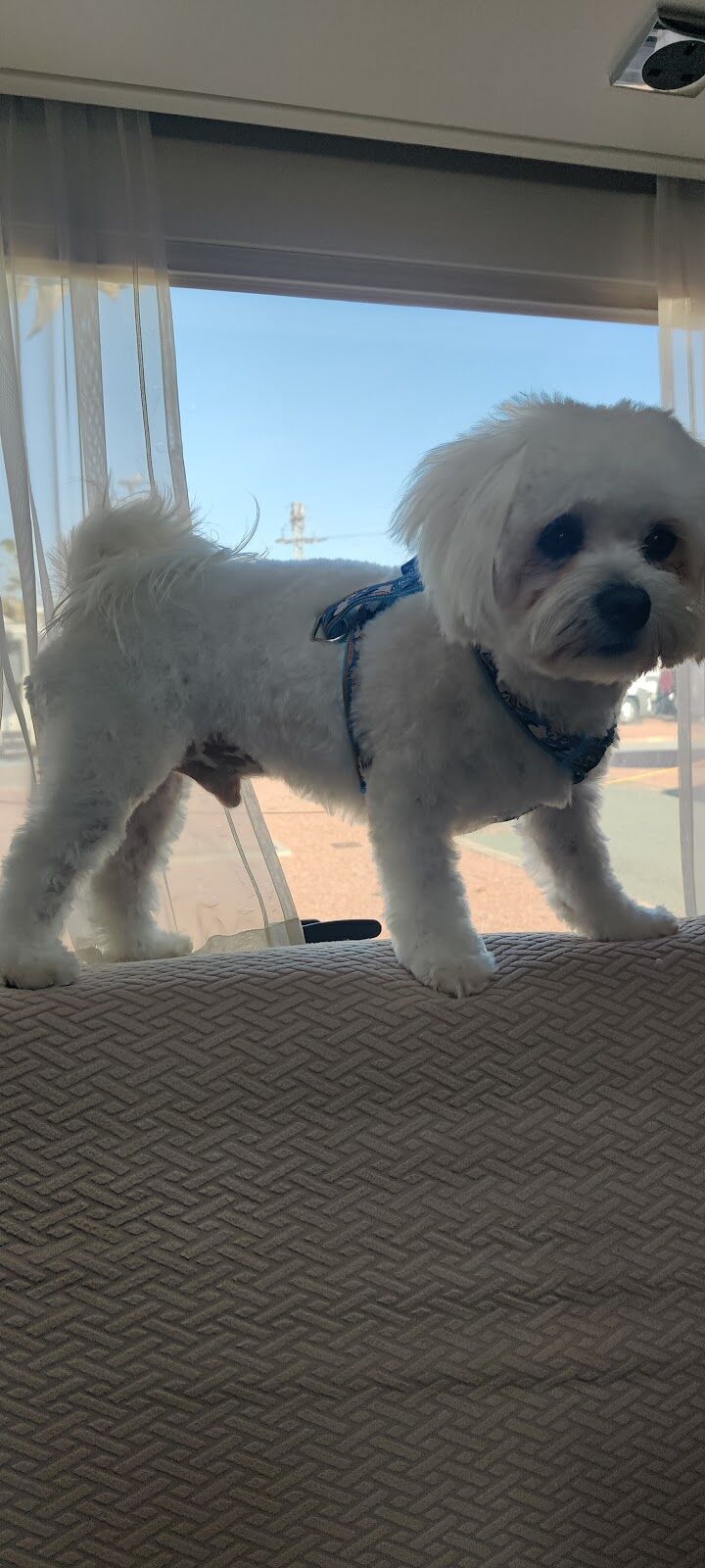 Imagen de Peluquería Canina Fluffy Dogs