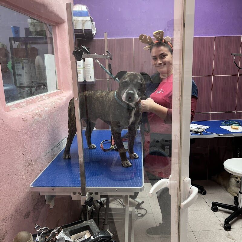 Imagen de Peluquería Canina Fluffy Dogs