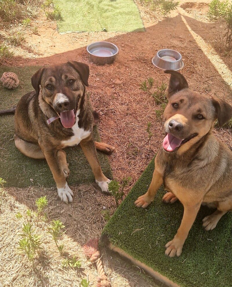 Imagen de Paws Xalo Dog Rescue Shelter