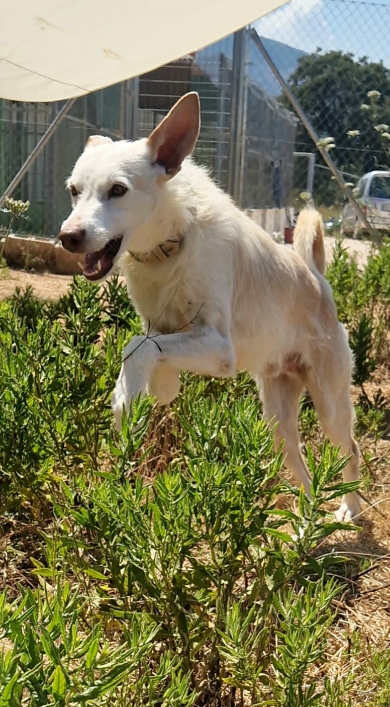 Imagen de Paws Xalo Dog Rescue Shelter