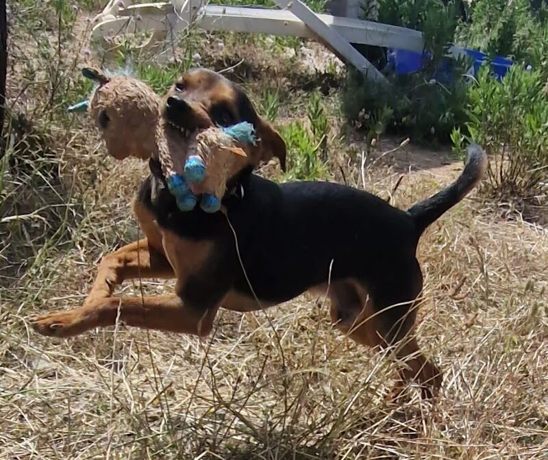 Imagen de Paws Xalo Dog Rescue Shelter