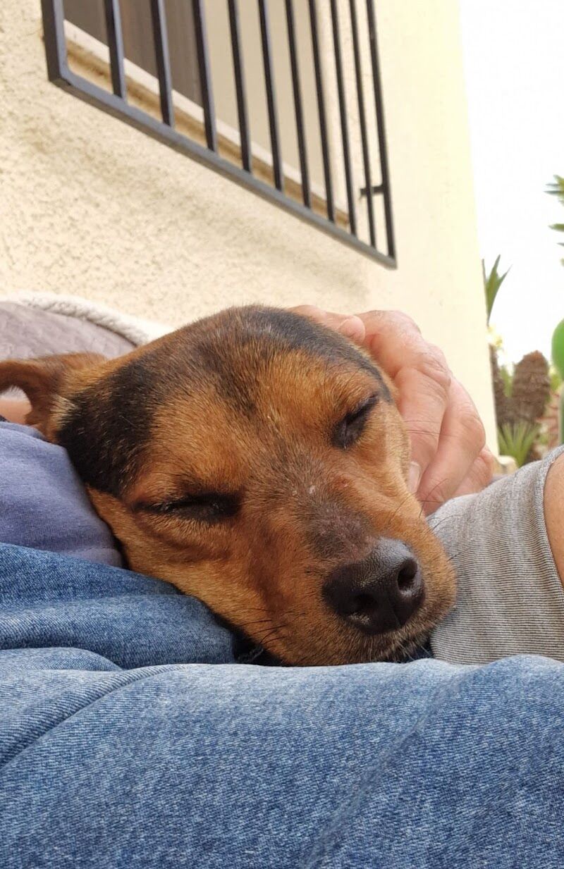 Imagen de Paws Xalo Dog Rescue Shelter