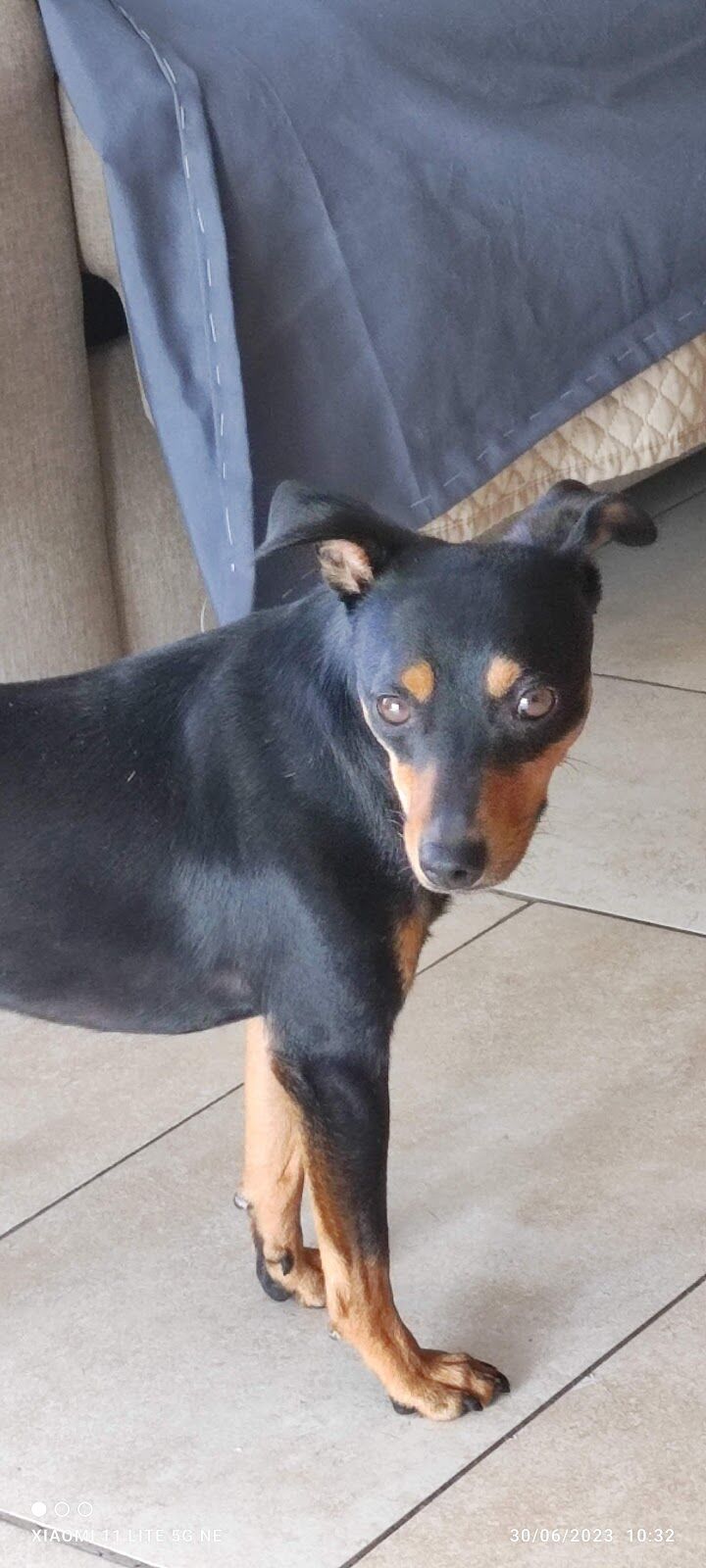 Imagen de negocio en Baño y spa para mascotas en Provincia de Granada