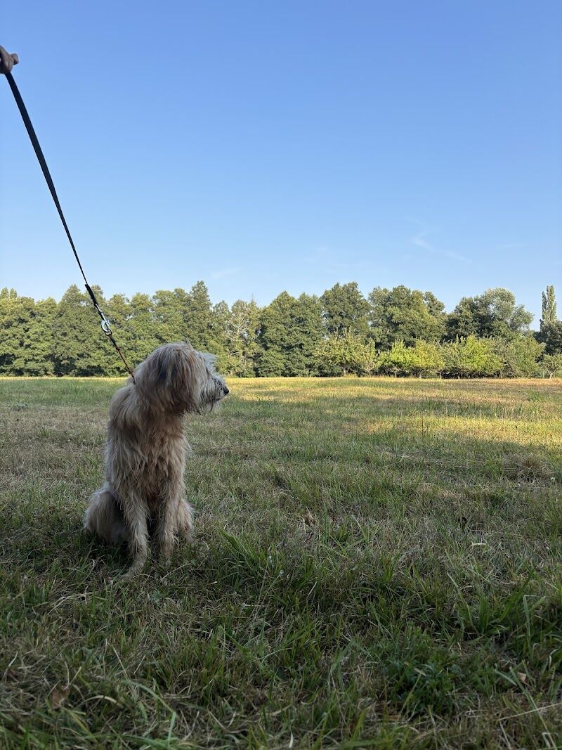 Imagen de Masdog Educación Canina