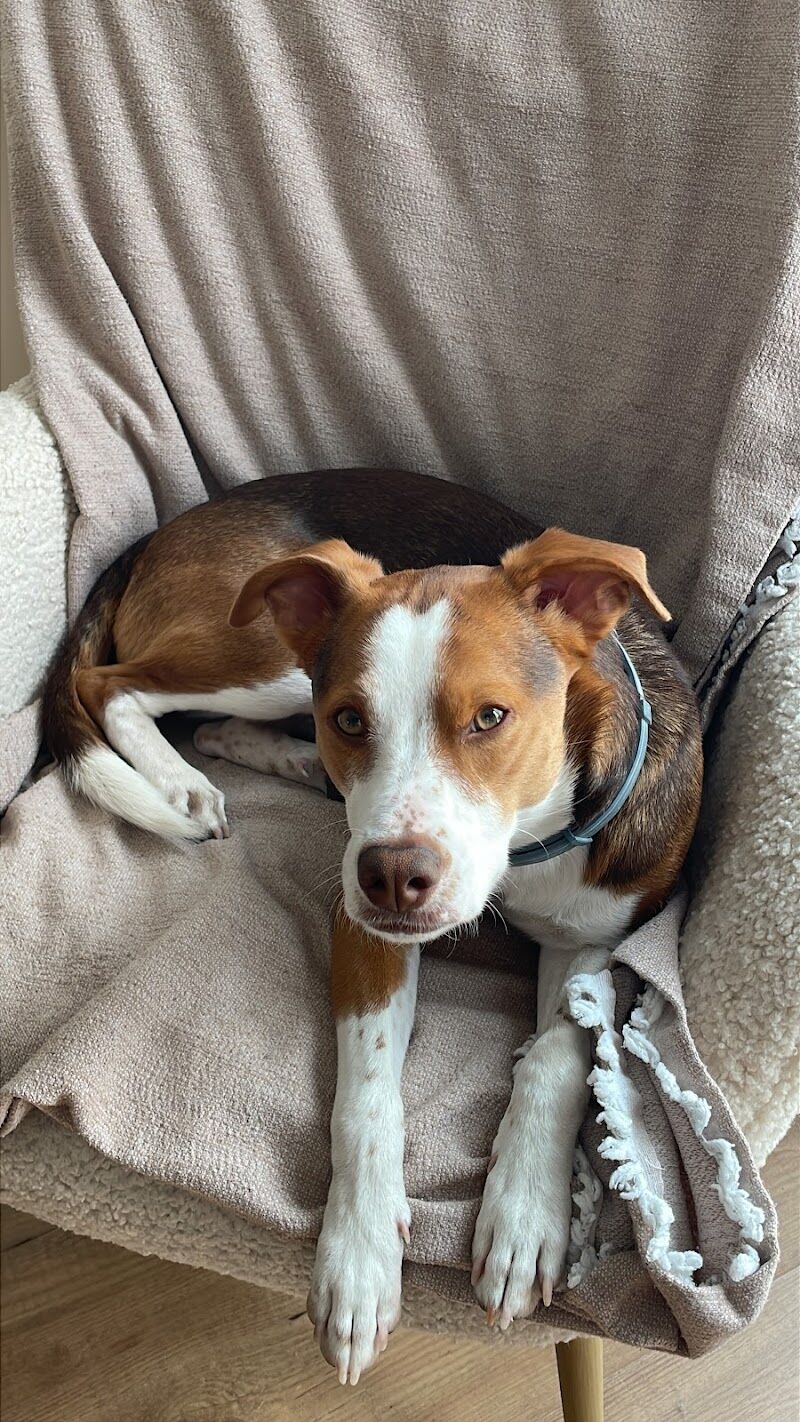 Imagen de Masdog Educación Canina