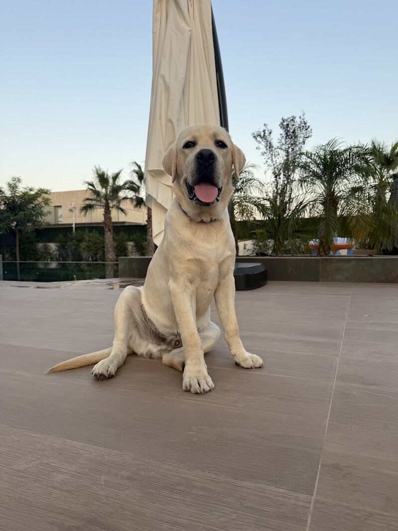 Imagen de Masdog Educación Canina