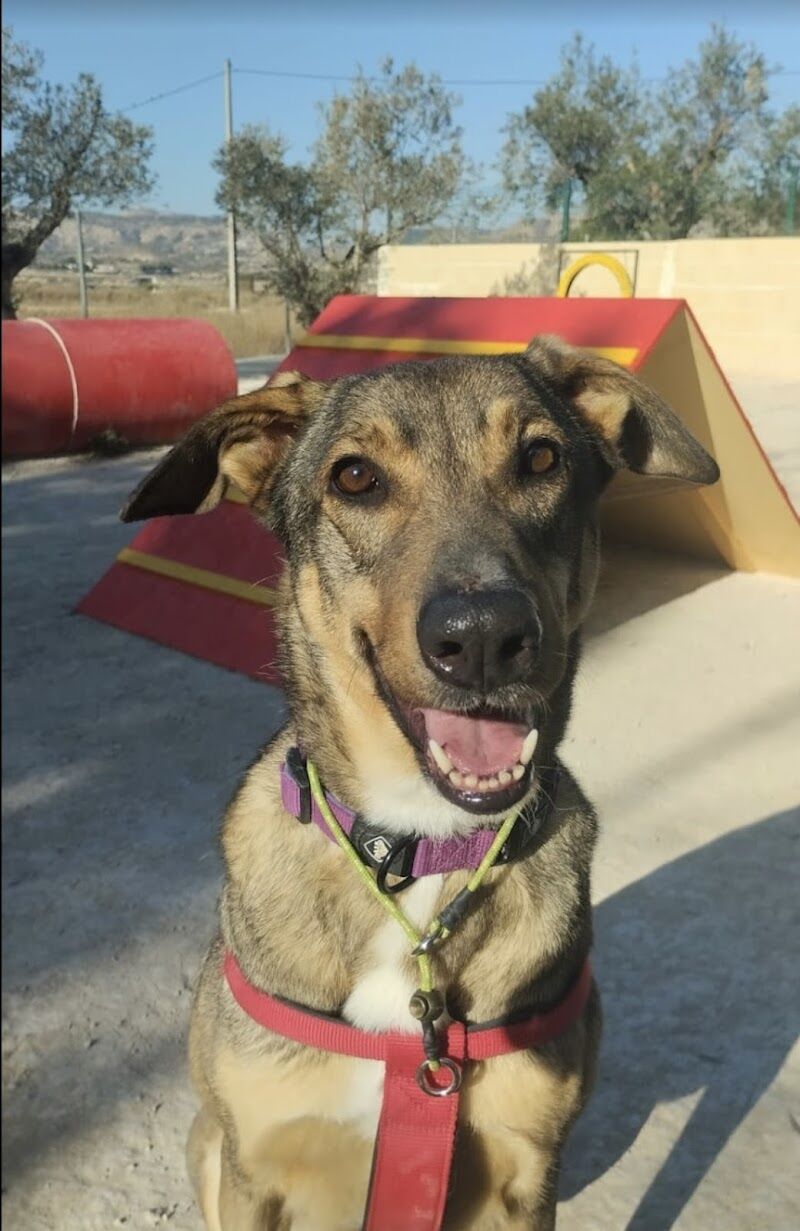 Imagen de Masdog Educación Canina