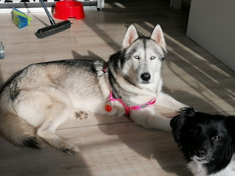 Imagen de Animals Peluquería Canina y Felina en Alicante