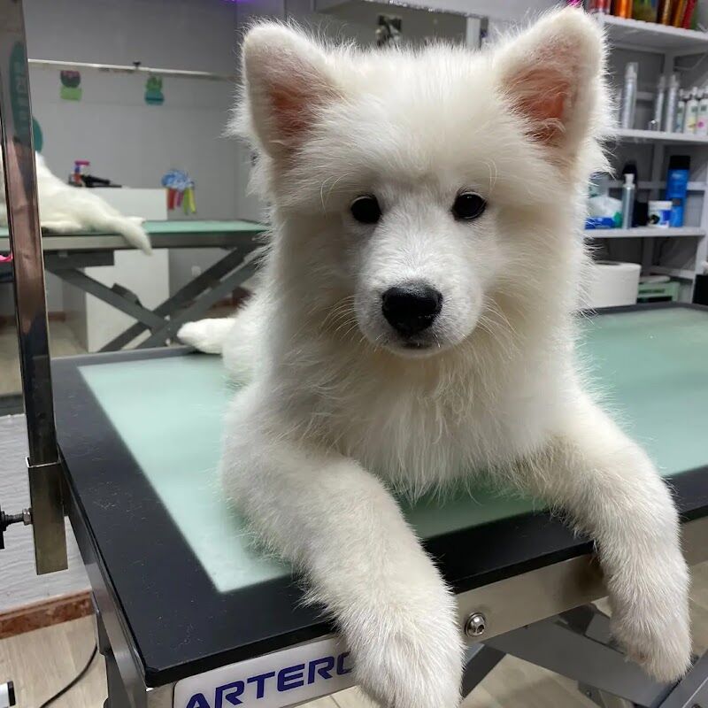Imagen de Animals Peluquería Canina y Felina en Alicante