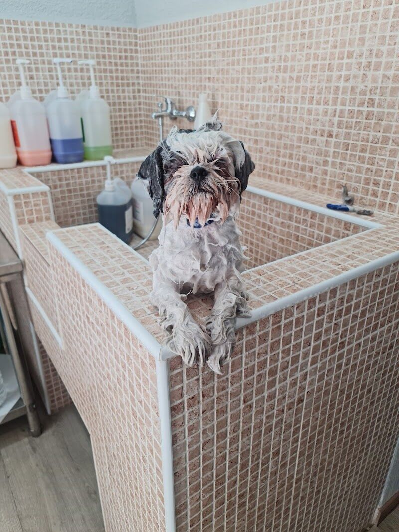 Imagen de Animals Peluquería Canina y Felina en Alicante