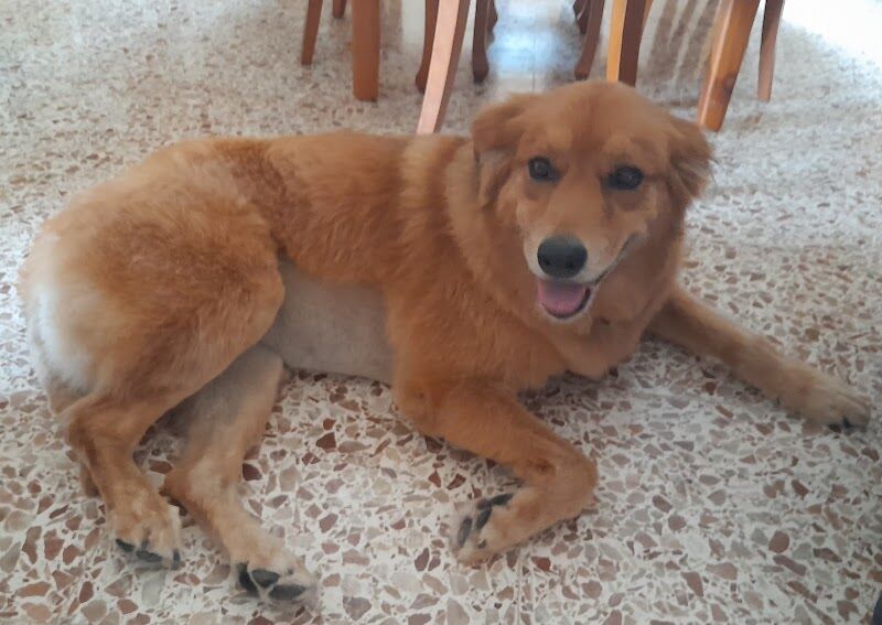 Imagen de Animals Peluquería Canina y Felina en Alicante