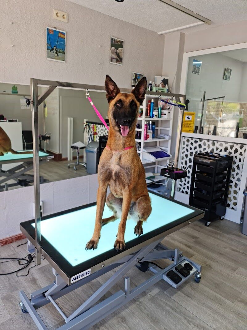 Imagen de Animals Peluquería Canina y Felina en Alicante