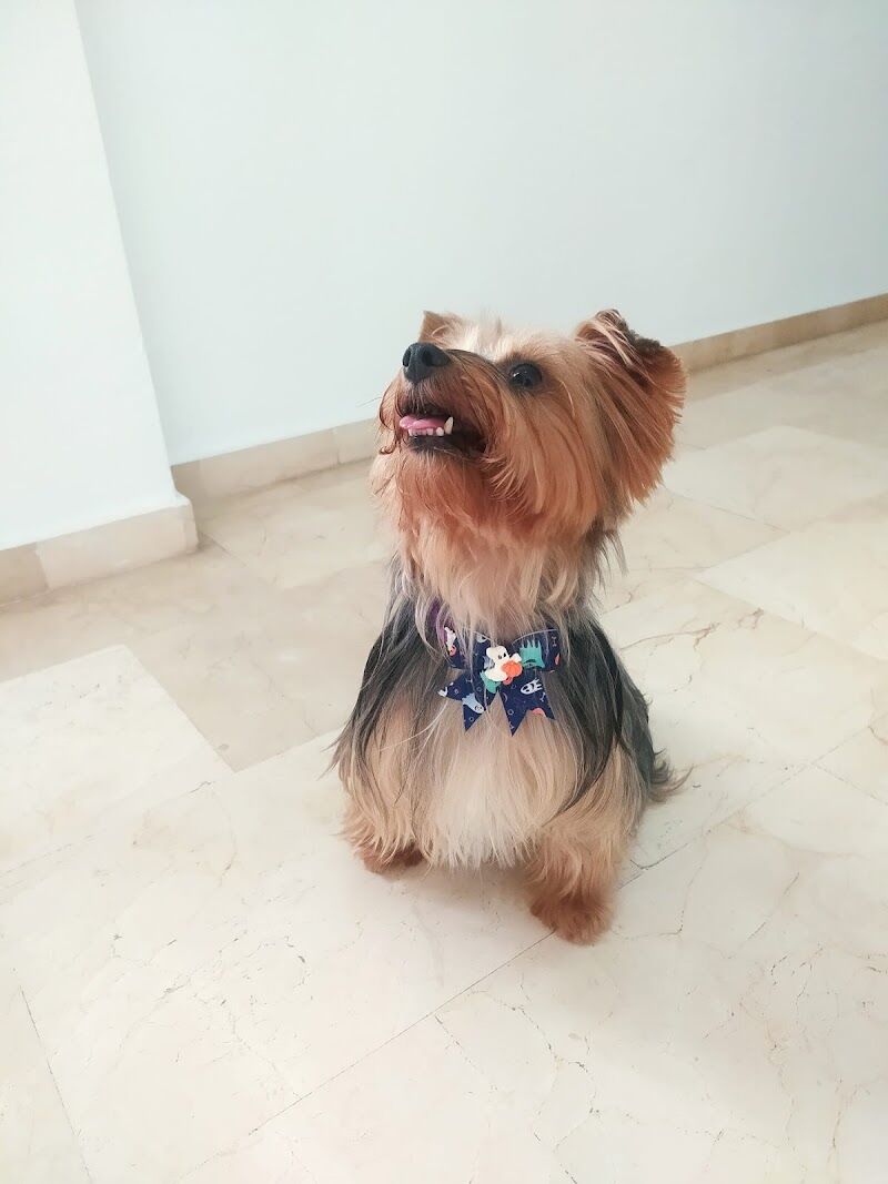 Imagen de Peluquería Canina Pitusines