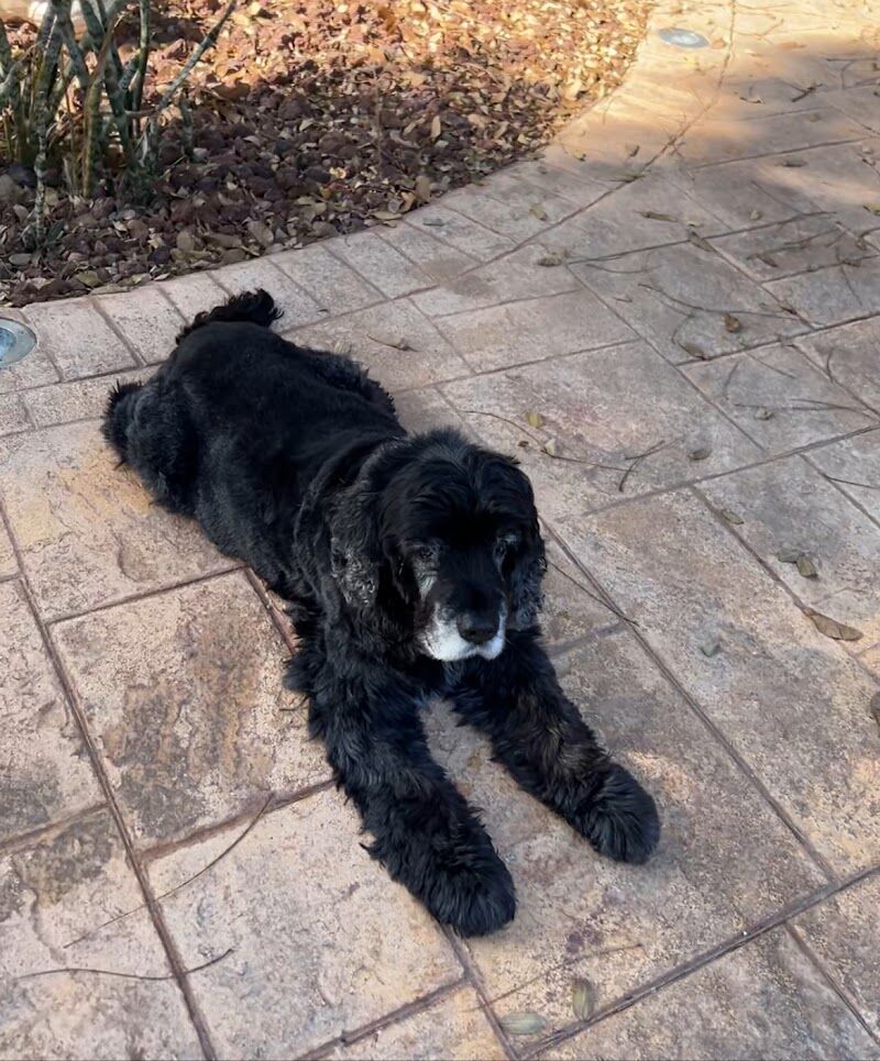 Imagen de Peluquería Canina Pitusines