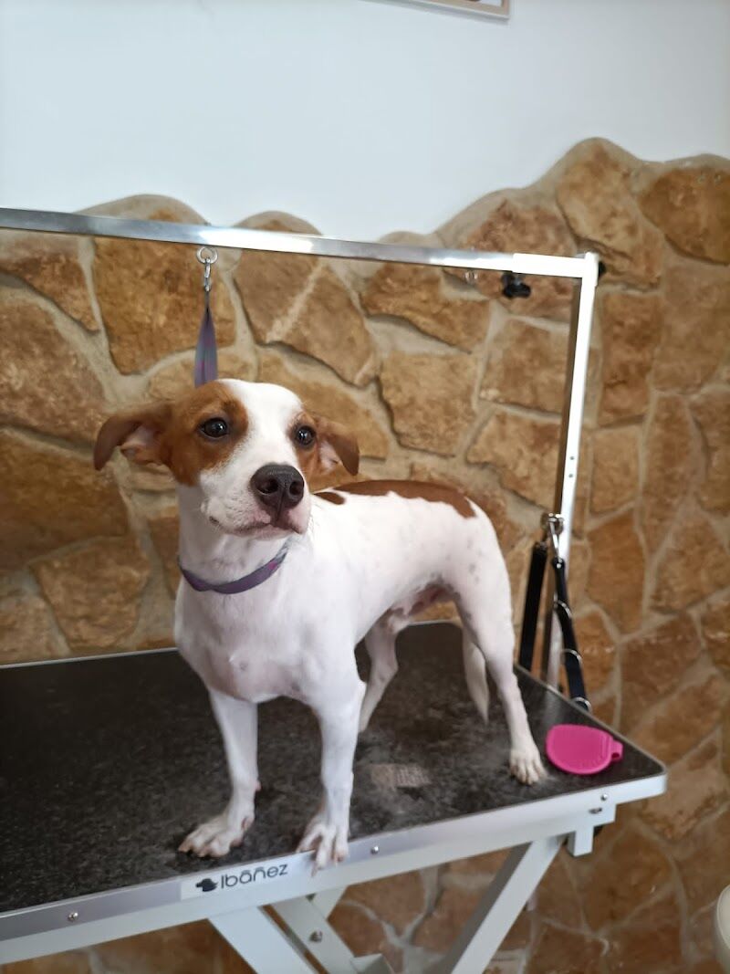 Imagen de Peluquería Canina Pitusines
