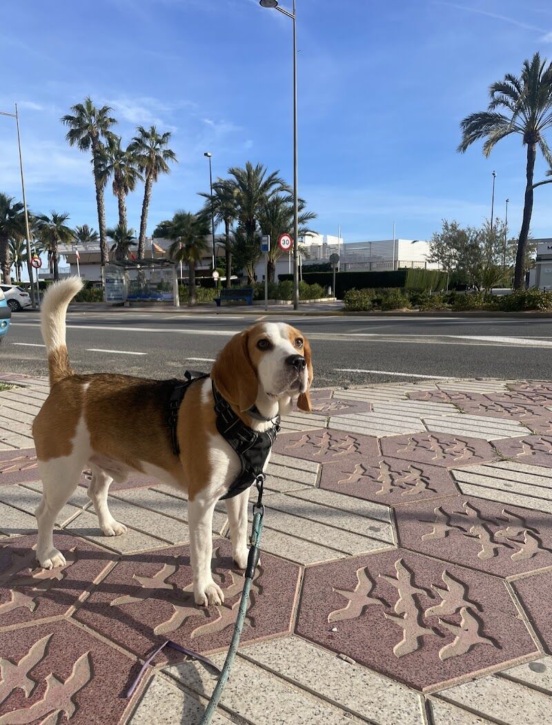 Imagen de Peluquería Canina Pitusines