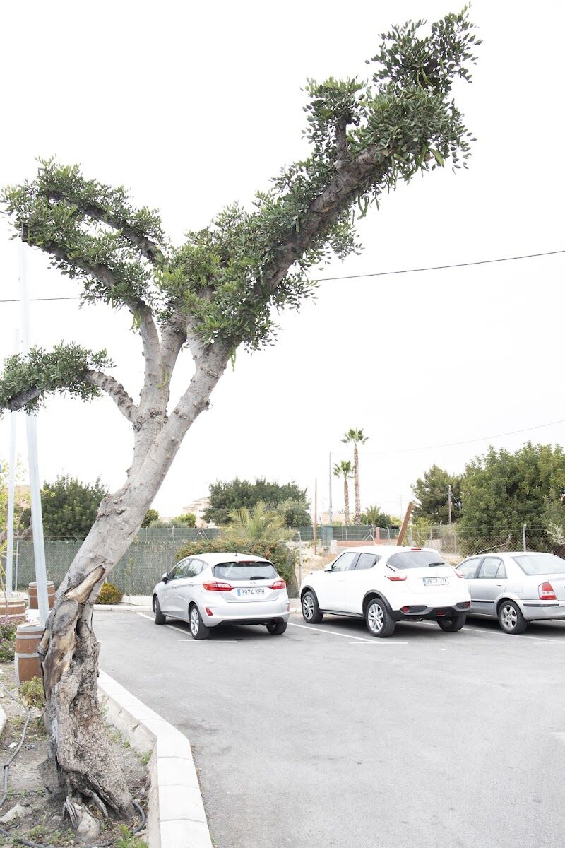Imagen de negocio en Jardinería en Elche
