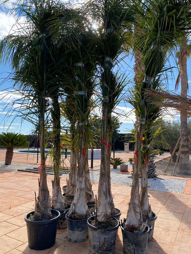 Imagen de negocio en Jardinería y exterior en Elche