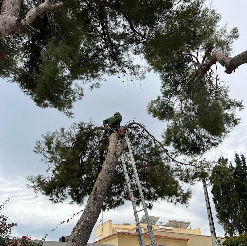 Imagen de negocio en Jardinería y exterior en Elche