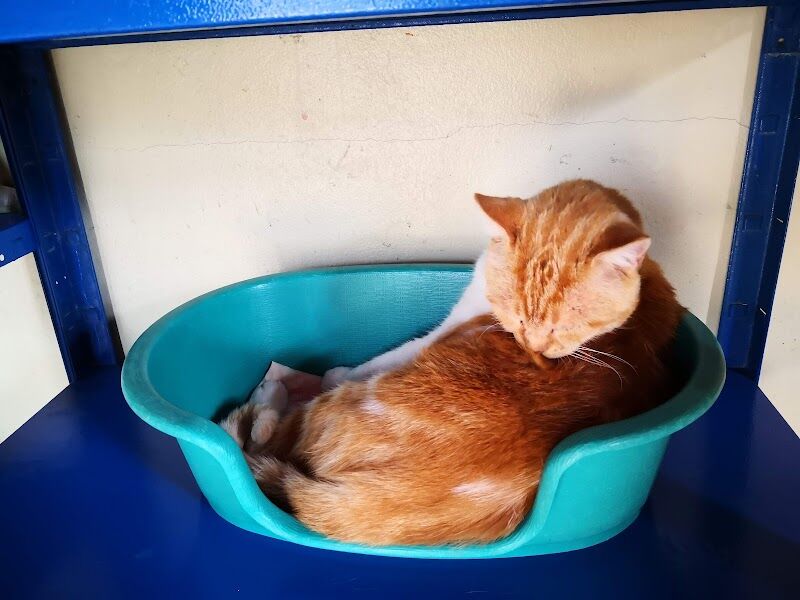 Imagen de negocio en Adopción en Provincia de Alicante