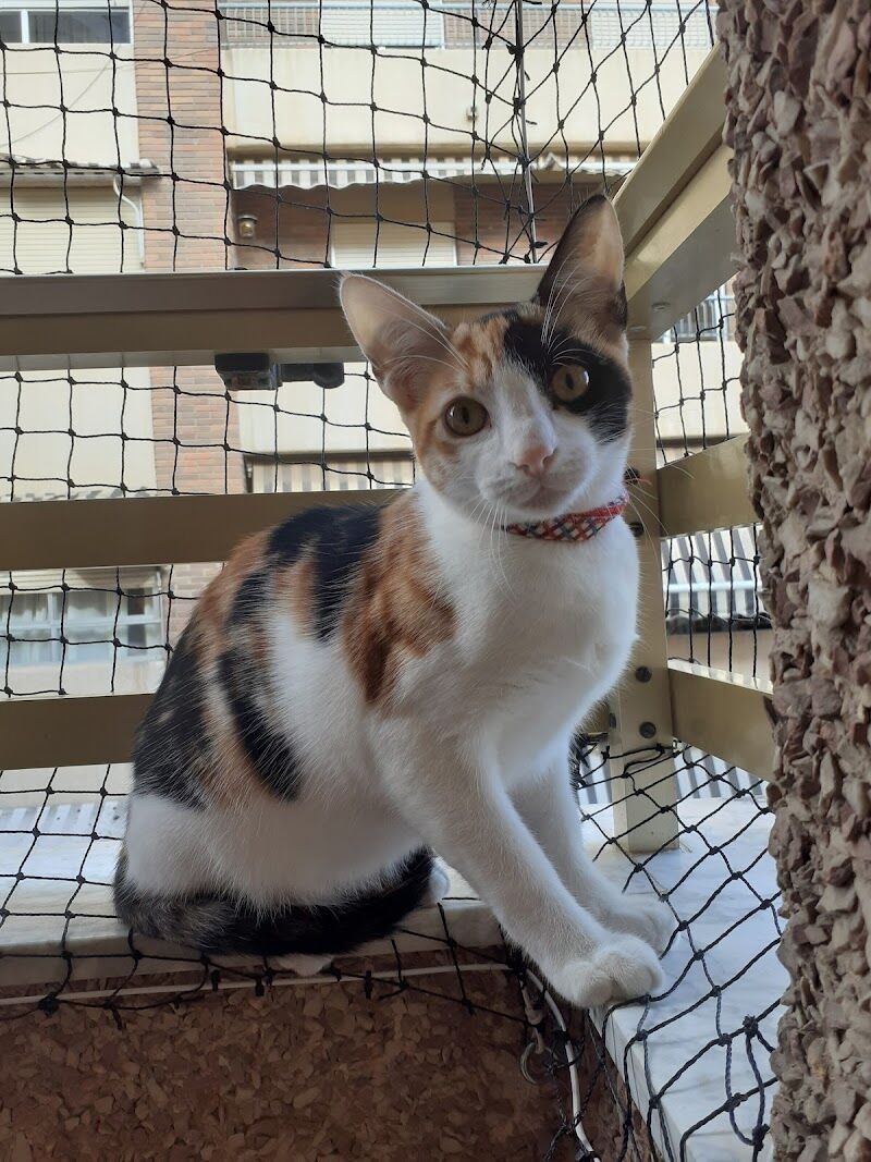 Imagen de negocio en Adopción en Provincia de Alicante