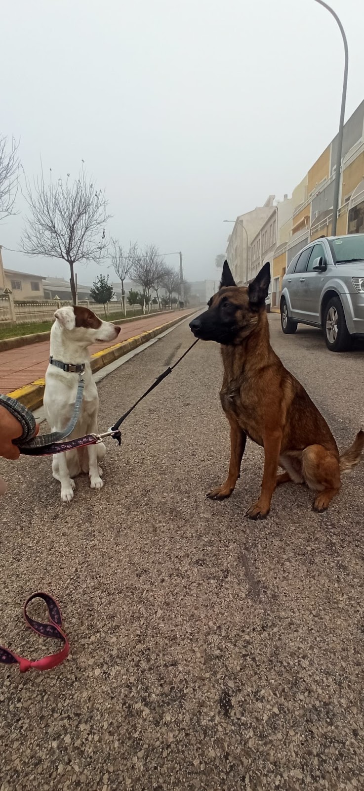 Imagen de Diverticani