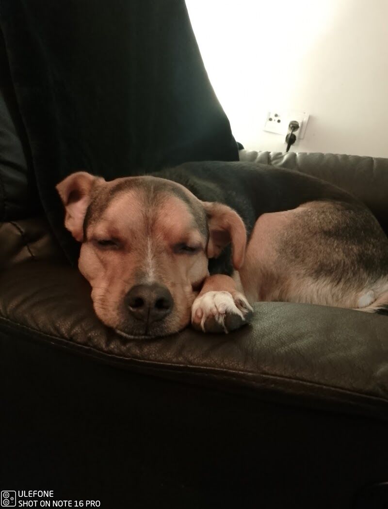 Imagen de Diverticani