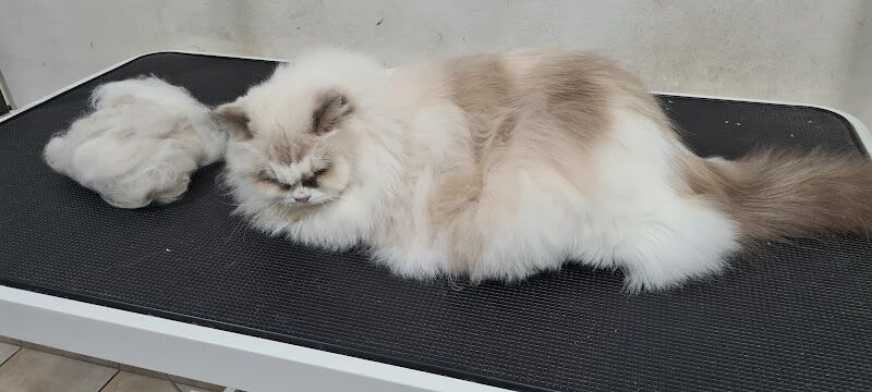 Imagen de El Palau de Les Mascotes