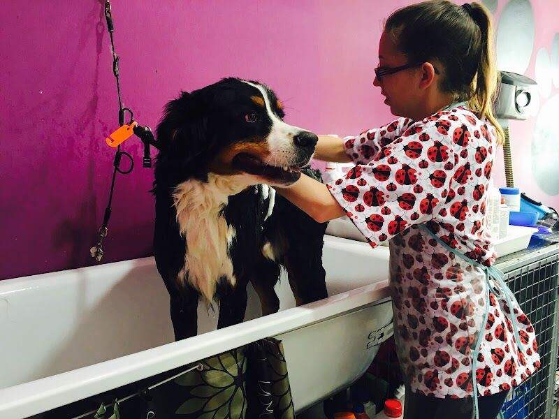 Imagen de El Palau de Les Mascotes