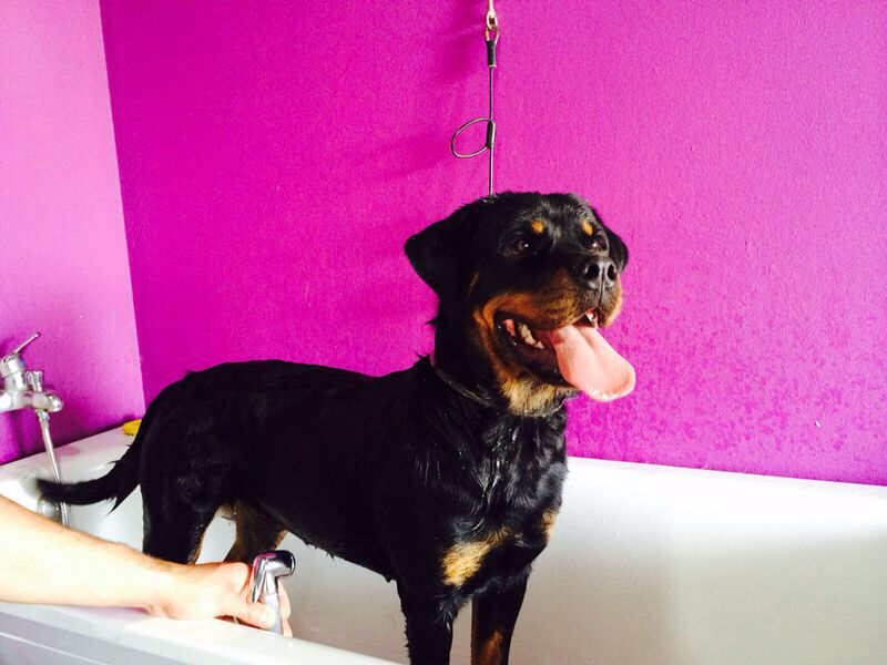 Imagen de El Palau de Les Mascotes