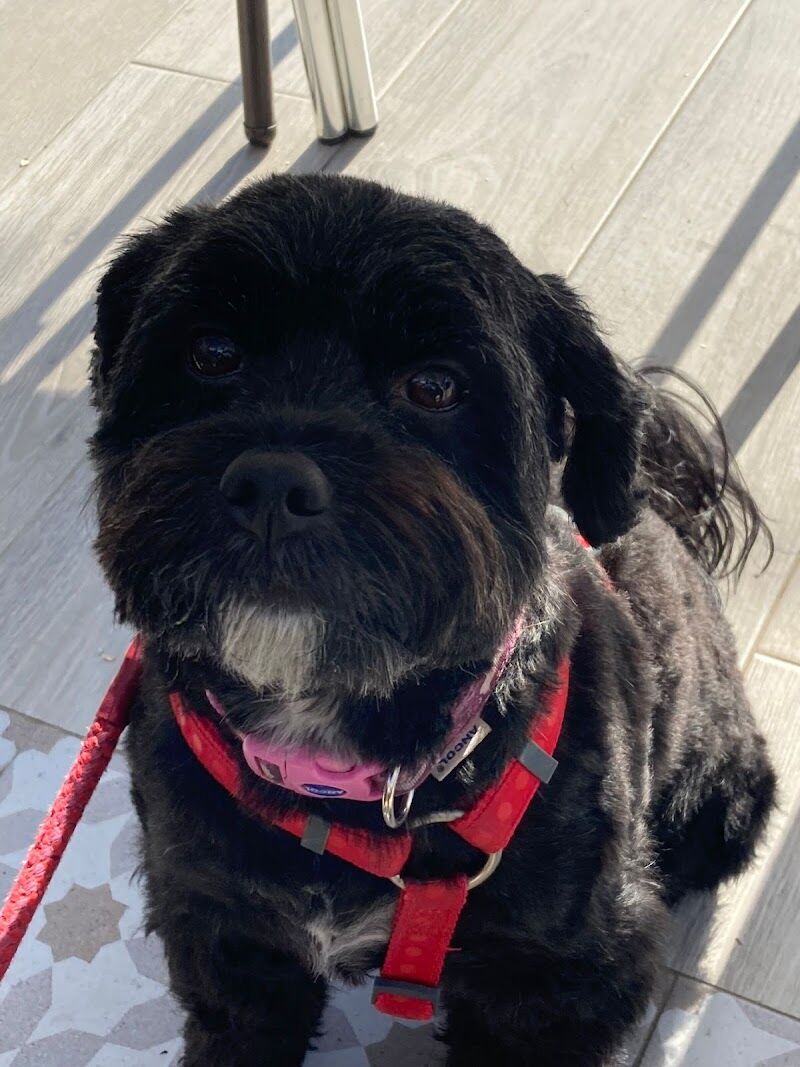 Imagen de Peluquería Canina Oh, My Dog!