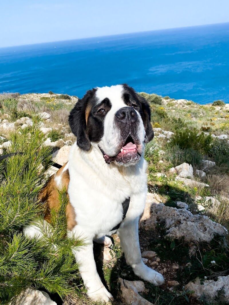 Imagen de Peluquería Canina Oh, My Dog!