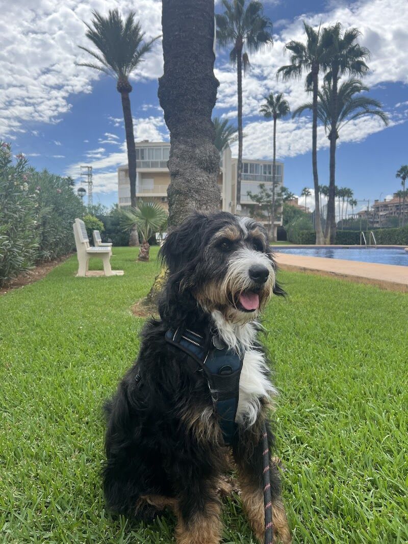 Imagen de Peluquería Canina Oh, My Dog!