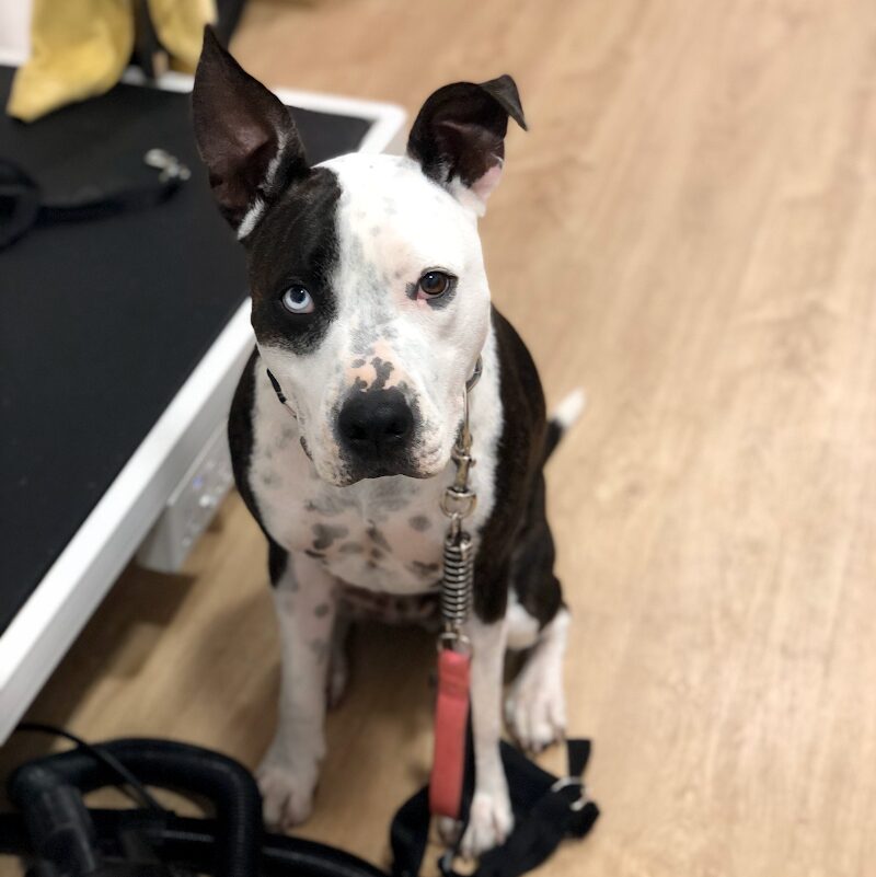 Imagen de Peluquería Canina Oh, My Dog!