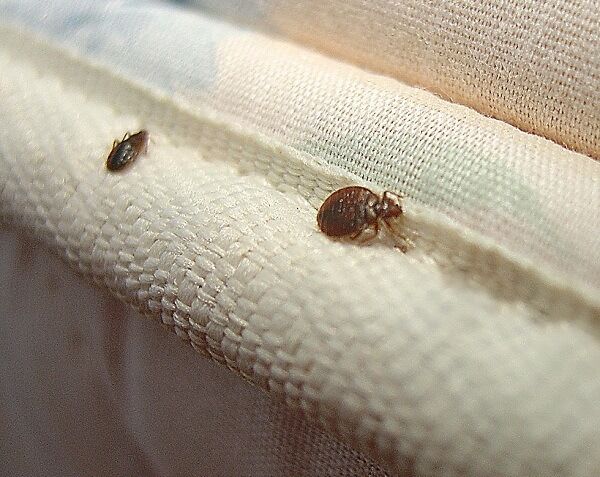 Imagen de Destari Control de Plagas