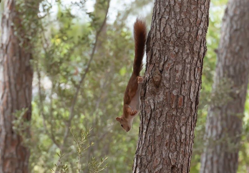 Imagen de Parque el Pinaret