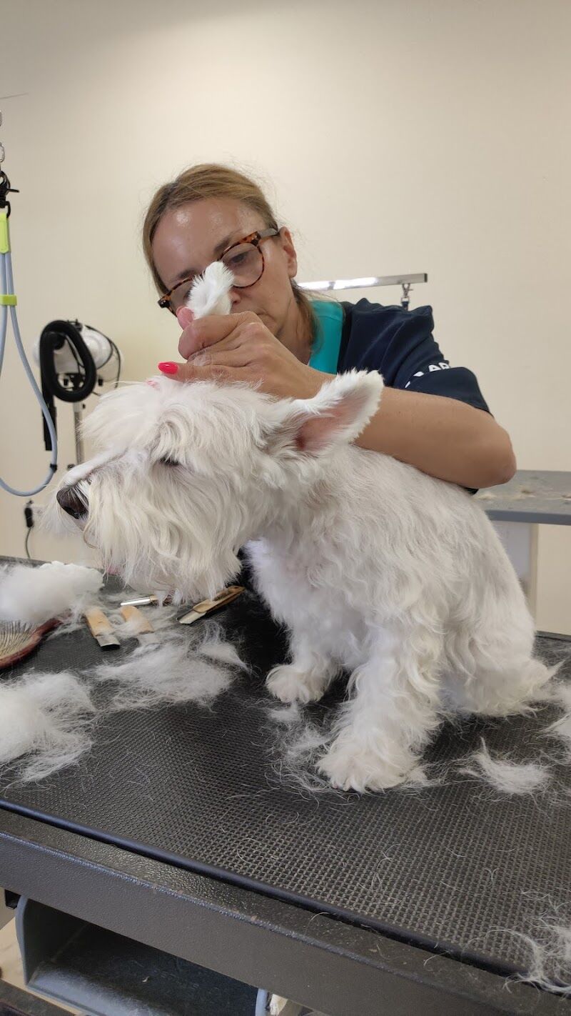 Imagen de Peluquería Canina Mimi Grooming In Denia