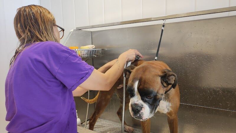 Imagen de Peluquería Canina Mimi Grooming In Denia
