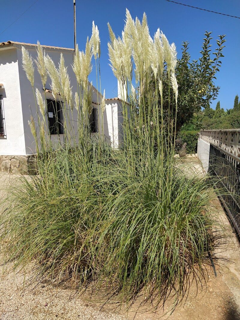 Imagen de Piscineros en Denia.