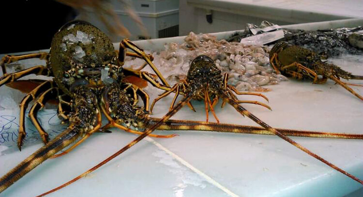 Imagen de negocio en Pescadería en Provincia de Valencia