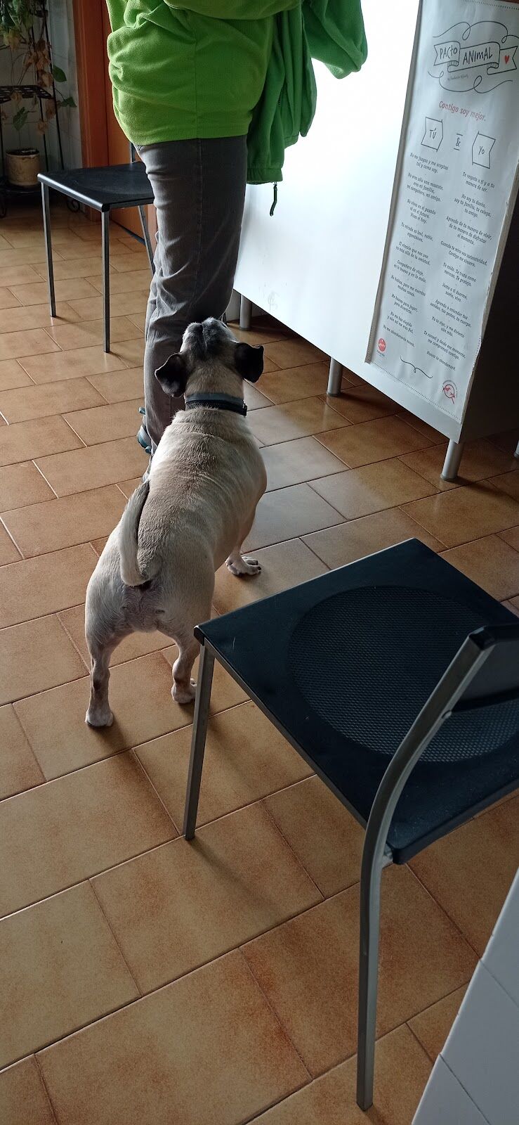 Imagen de negocio en Clínica veterinaria en L'alqueria de la Comtessa