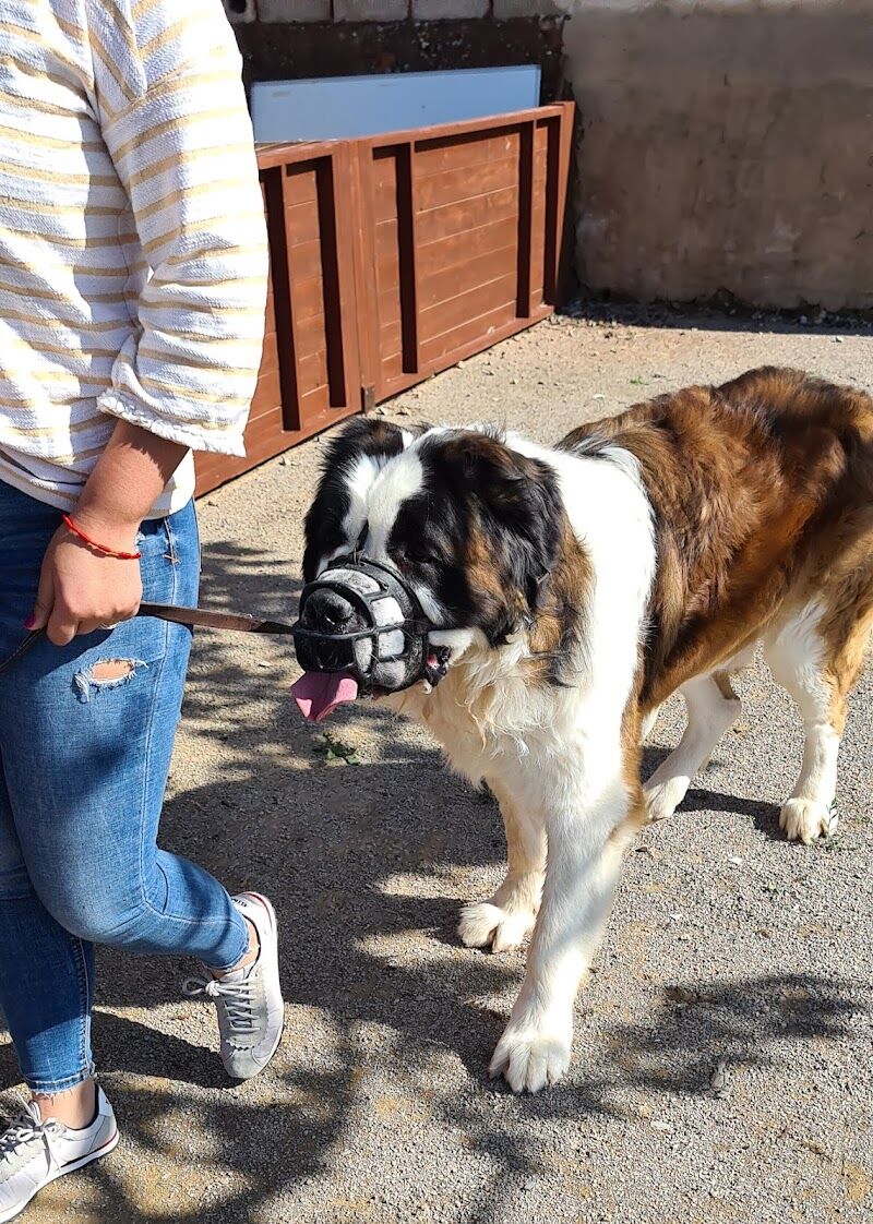 Imagen de negocio en Adiestramiento de mascotas en Provincia de Valencia