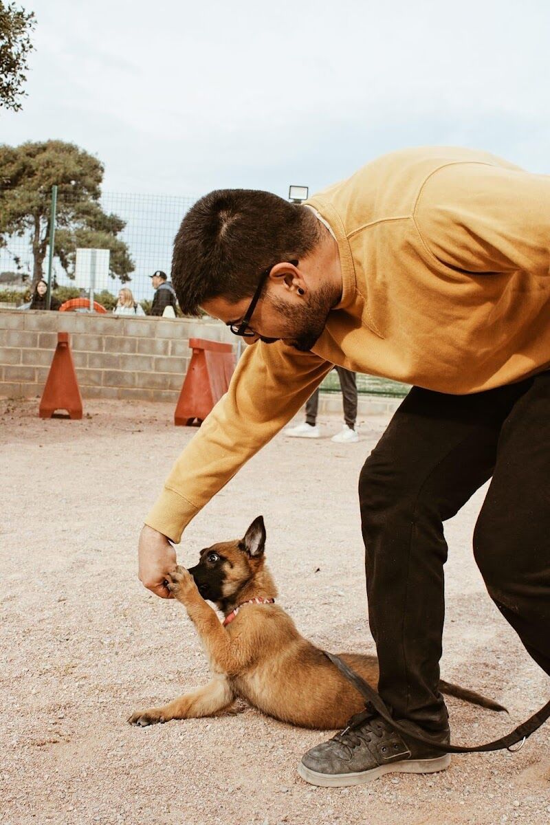 Imagen de Bastian, Adiestramiento Canino