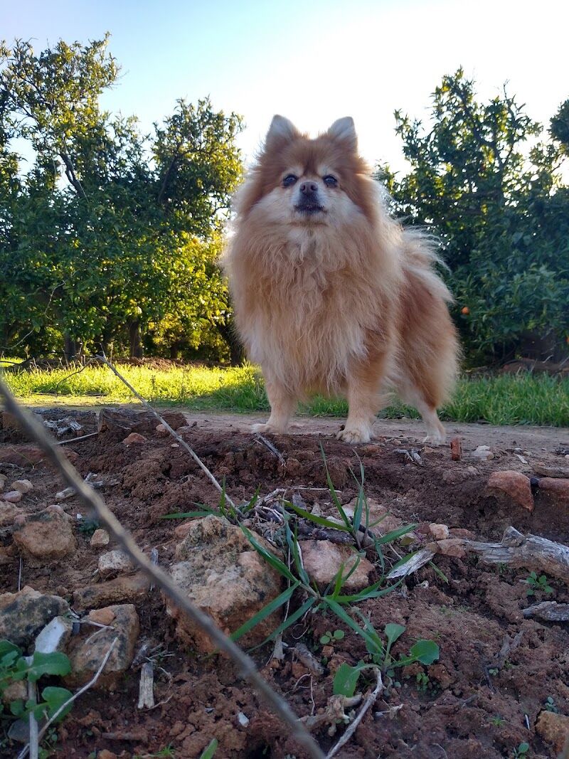 Imagen de Adiestrador de Perros, Educador Canino Montxo